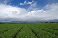 梅雨の晴れ間の農村 (茶畑)
