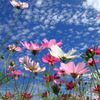 秋空の秋桜 (清武の休耕田)- ③