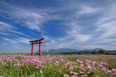 鳥居と蓮華 - ②