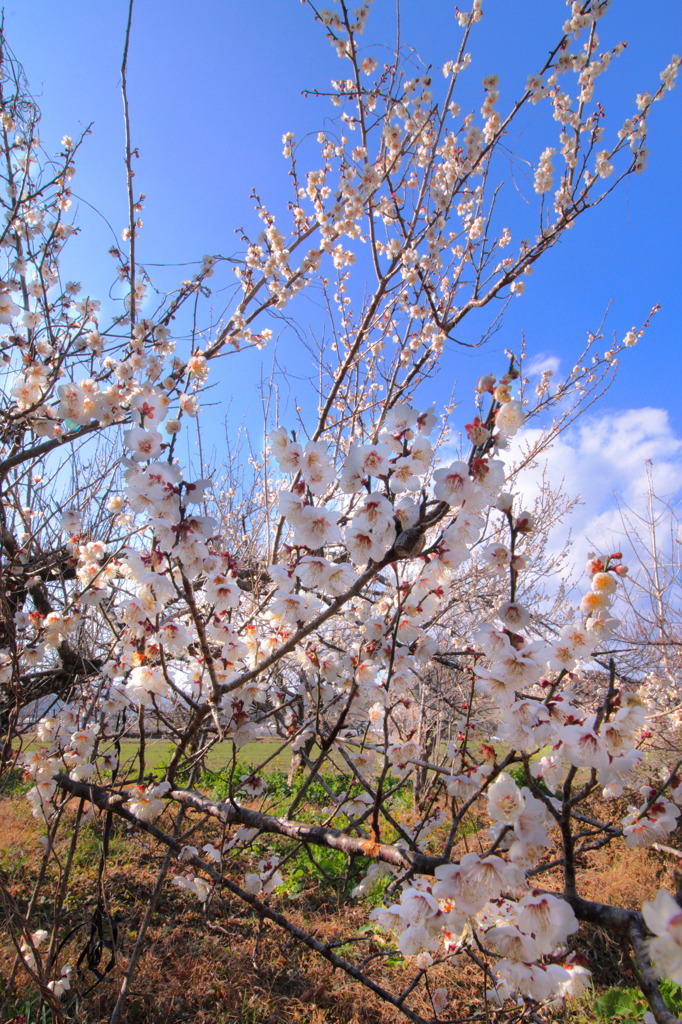 農村で咲いていた白梅