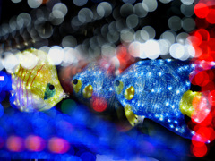 三匹の熱帯魚 (多重露光)