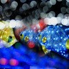 三匹の熱帯魚 (多重露光)