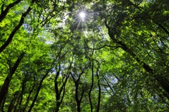 源流の森 (新緑) - ②