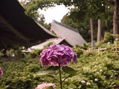 紫陽花寺