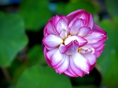 蓮の花