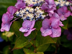 IMG_5042