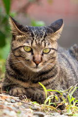 地域猫