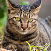 地域猫