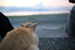 地域猫さん