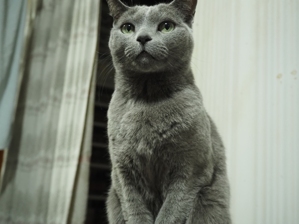 猫