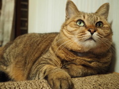 上目ねこ