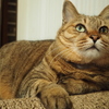 上目ねこ