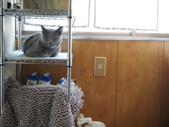 溶け込む猫
