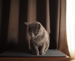 猫