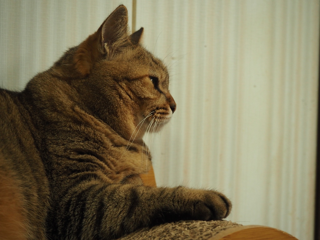 どこかを見つめる猫