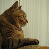 どこかを見つめる猫