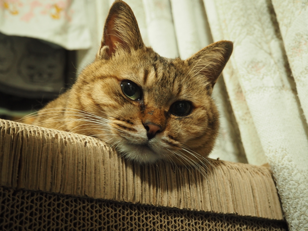 見下ろし猫