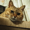 見下ろし猫