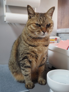 寝起きの猫