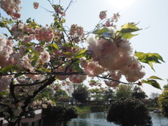 何の花だろう