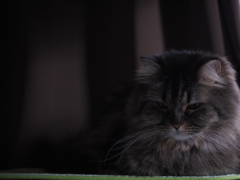 薄暗い猫