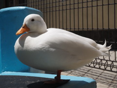 あひる
