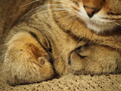 猫の手