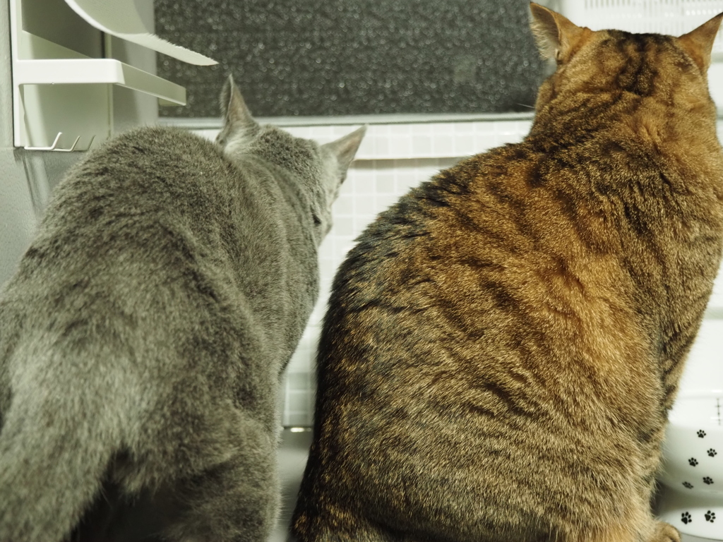 寄り添う猫