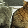 寄り添う猫
