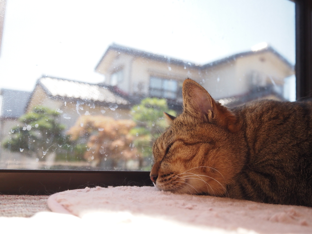 ねこ
