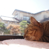 ねこ