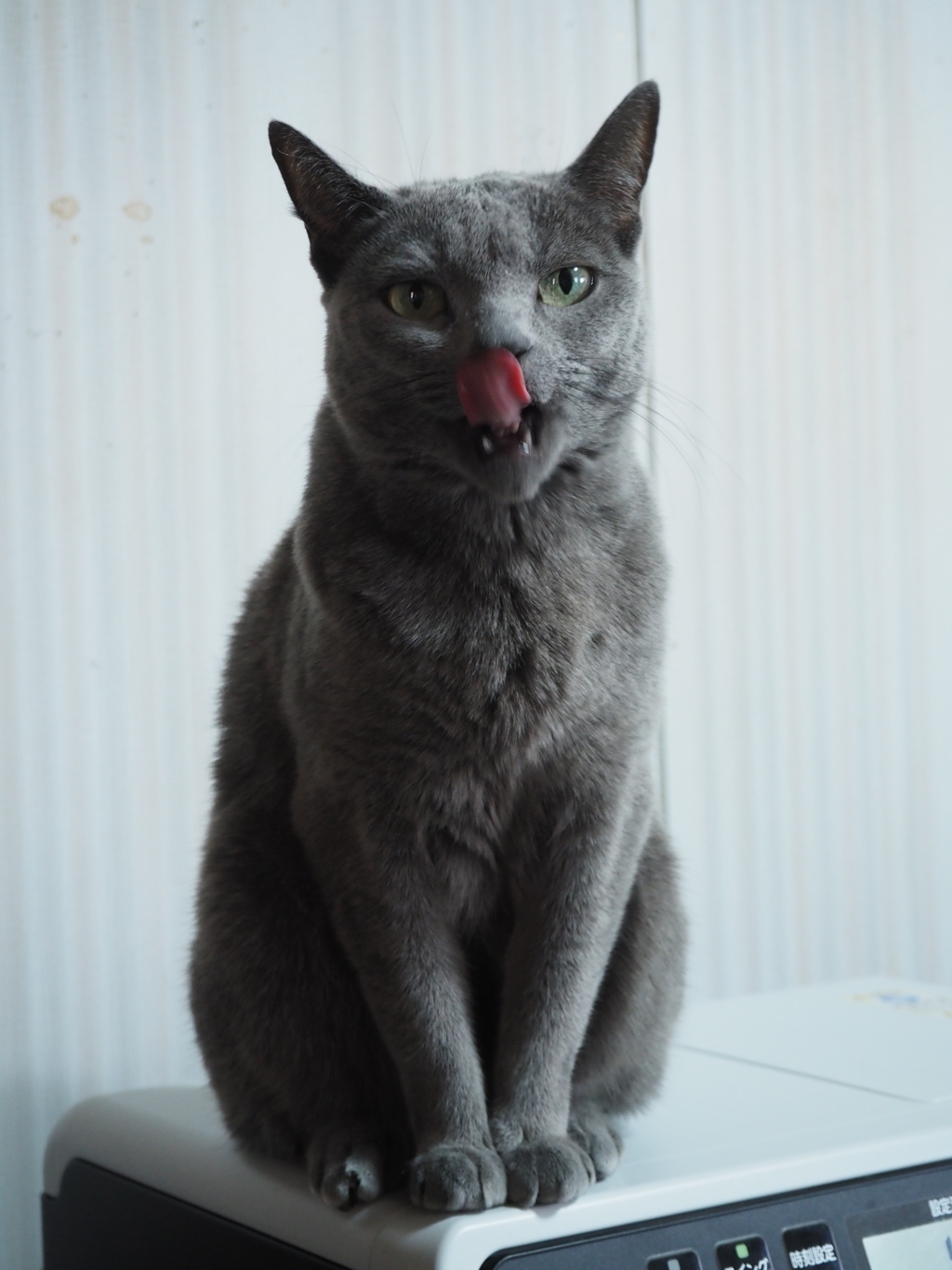 見つめる猫