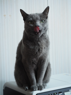 見つめる猫