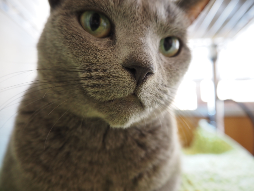 ねこ