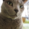 ねこ