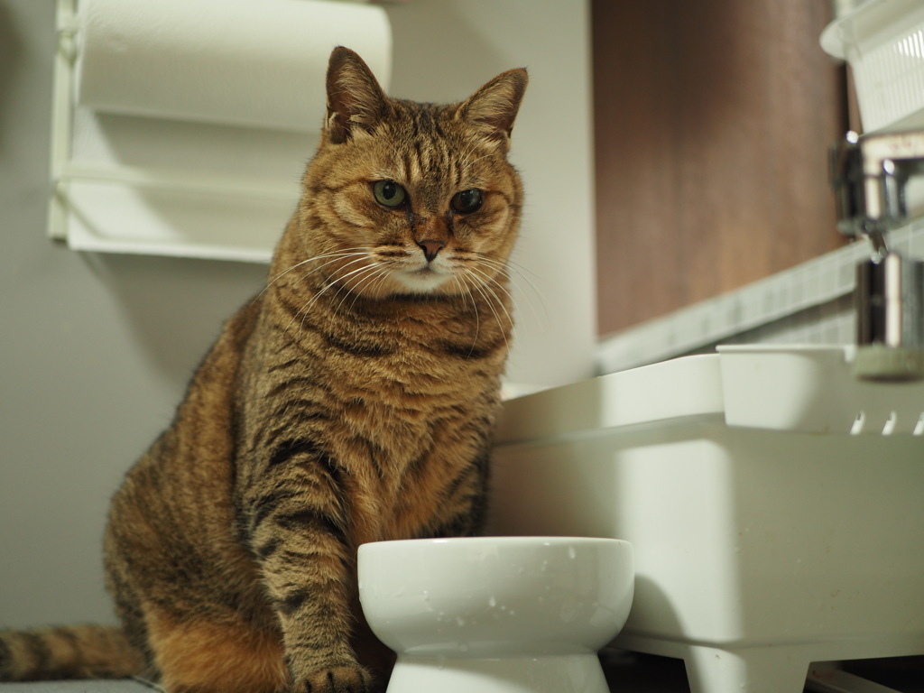 猫