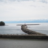 海