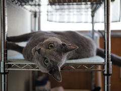 猫