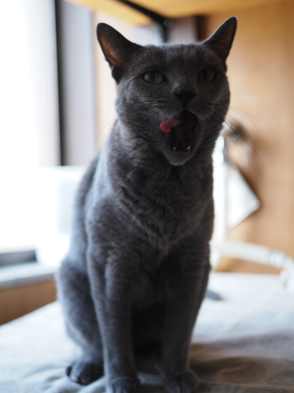 猫