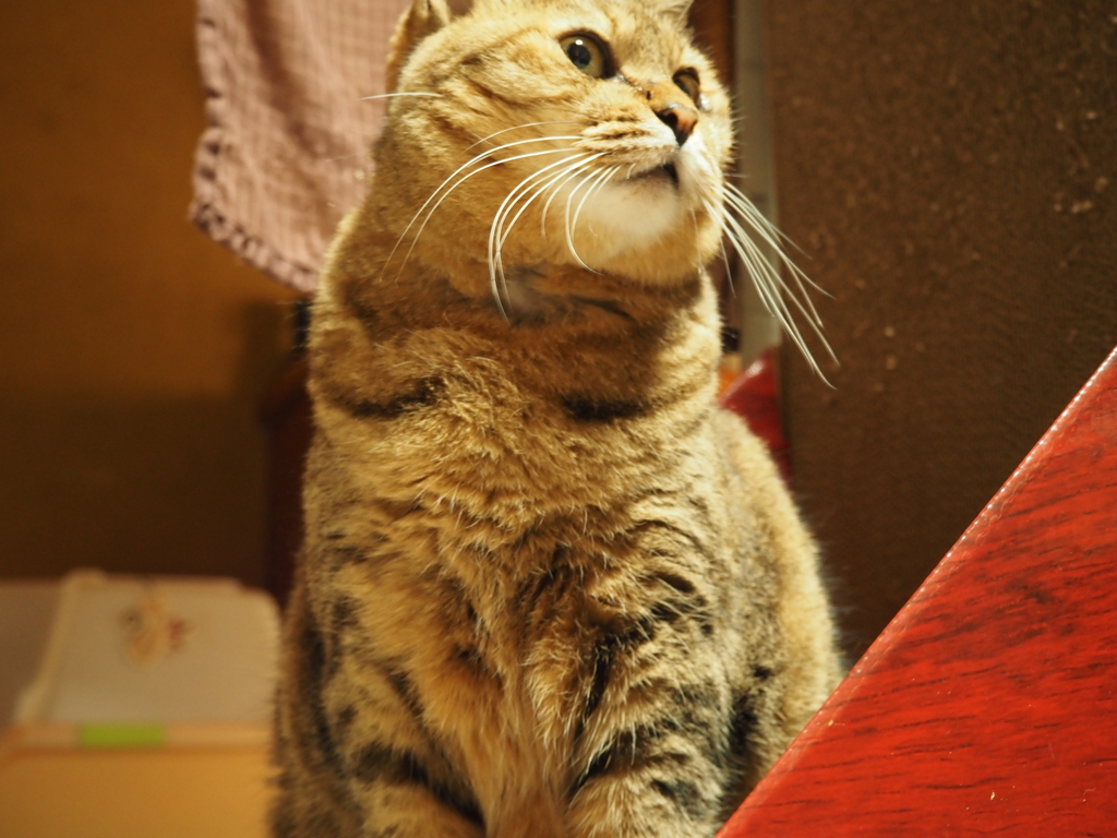 猫