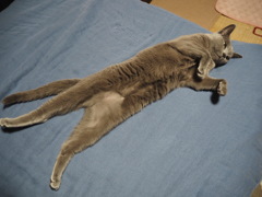 のび猫