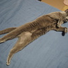 のび猫