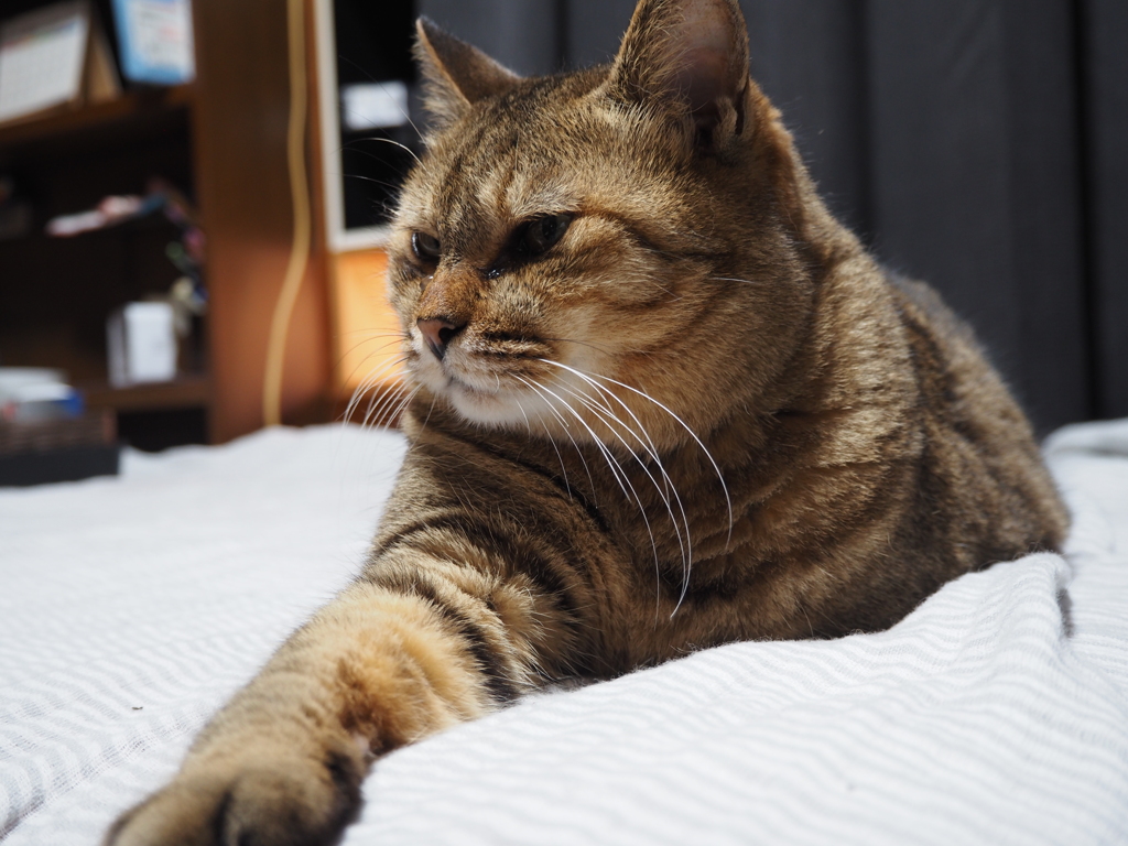凛々しい猫