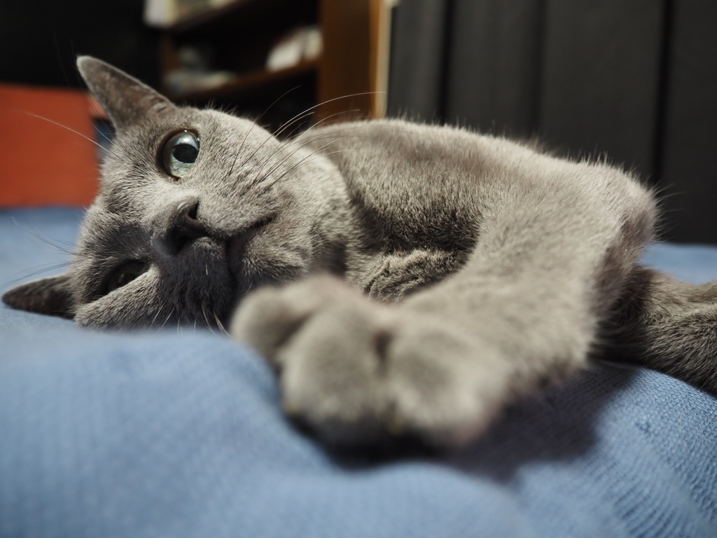 寝そべり猫