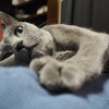 寝そべり猫