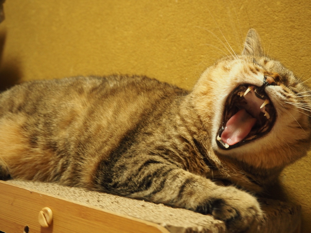 猫
