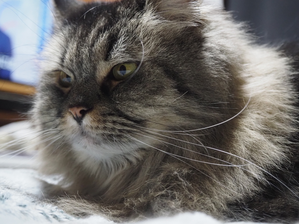 猫