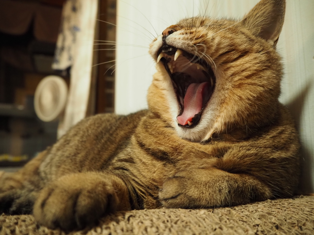 あくび猫