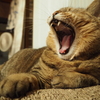 あくび猫