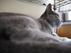 窓辺の猫